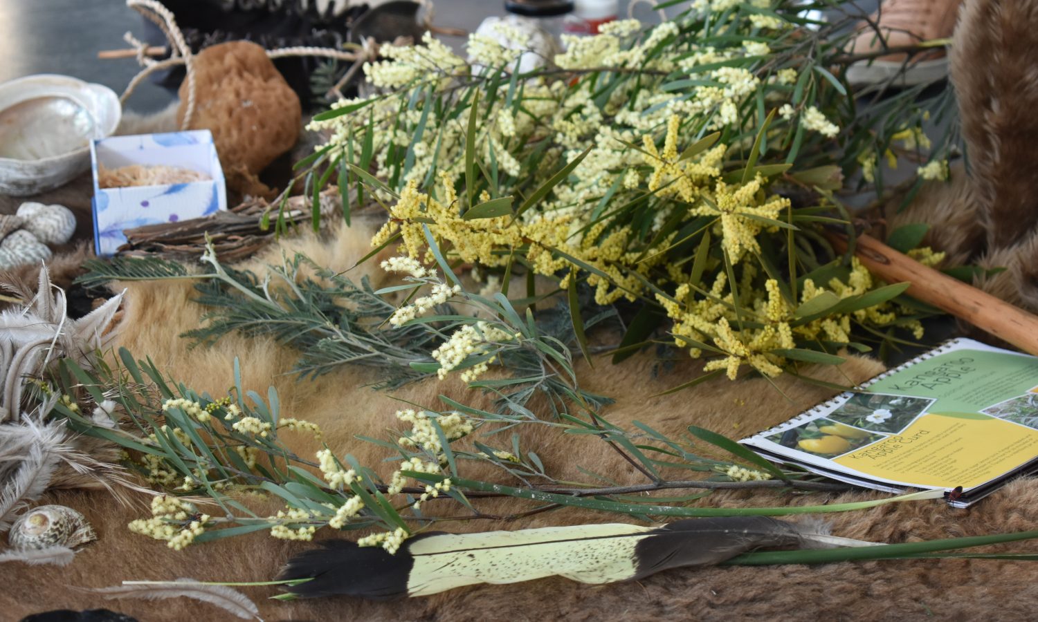 A display of Tasmanian native foliage, yellow and cream blossoms, feathers, shells and cultural materials arranged across a table.