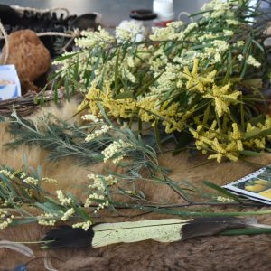 A display of Tasmanian native foliage, yellow and cream blossoms, feathers, shells and cultural materials arranged across a table.